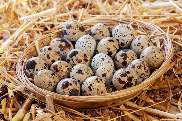 Kleiner korb mit wachteleiern