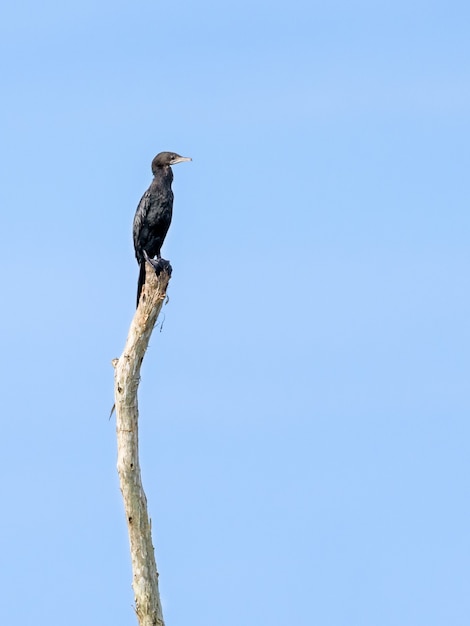 Kleiner Kormoran oder Microcarbo niger, schwarzer Vogel ist eine Wasservogelart, die auf einem Baumstumpf mit blauem Himmel als Hintergrund sitzt