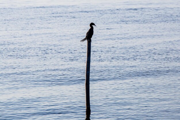 Kleiner Kormoran Phalacrocorax niger