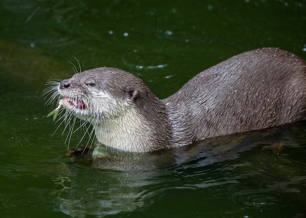 Kleiner Krallenotter