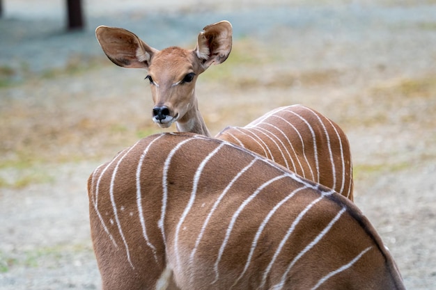 Kleiner Kudu Tragelaphus Imberbis junge Antilope