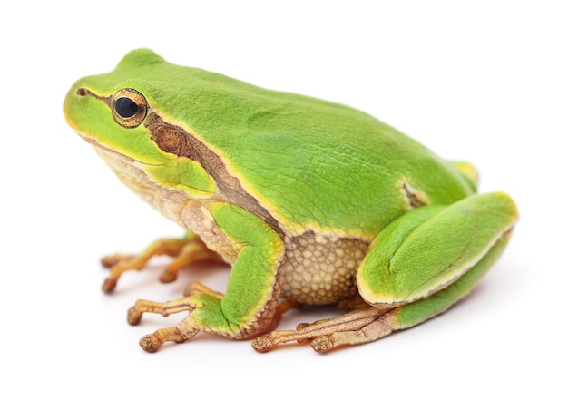 Kleiner Laubfrosch isoliert