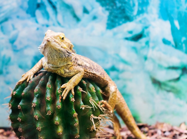 Kleiner Leguan sitzt auf einem Kaktus