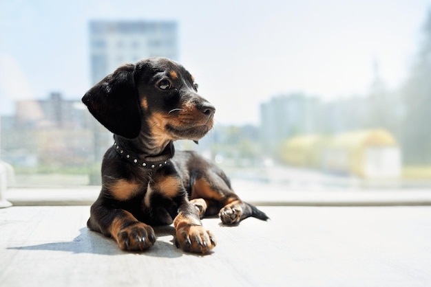 Kleiner lustiger Dachshund liegt beiseite und trägt im Inneren einen schwarzen Kragen.