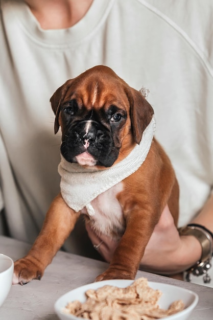 kleiner lustiger deutscher boxerwelpe in der familie beim frühstück