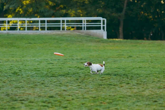 Kleiner lustiger Hund, der orange Flugscheibe auf dem grünen Gras fängt. Kleines Jack Russel Terrier Haustier, das draußen im Park spielt. Hund und Spielzeug im Freien.