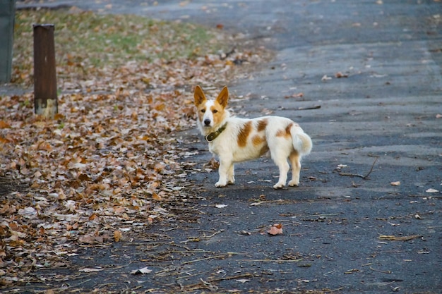 Kleiner lustiger Hund im Stadtpark
