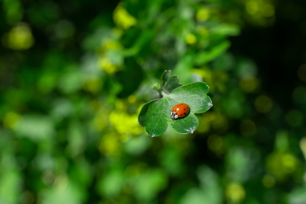 Kleiner Marienkäfer, der auf einem grünen Blatt im Garten sitzt