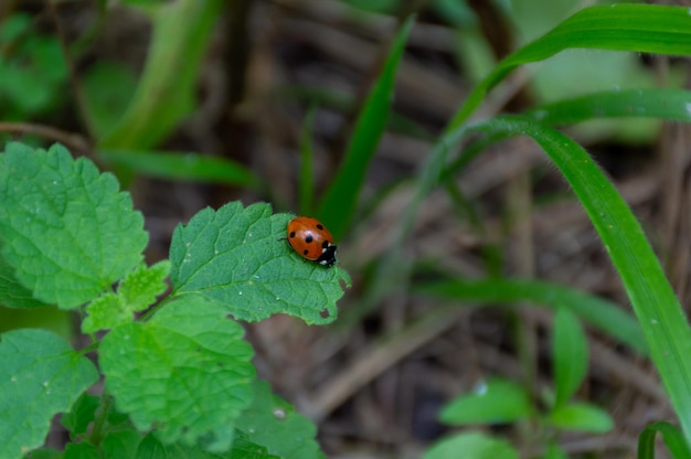 Kleiner Marienkäfer, der auf grünes Gras geht