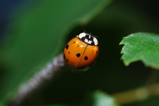 Kleiner Marienkäfer