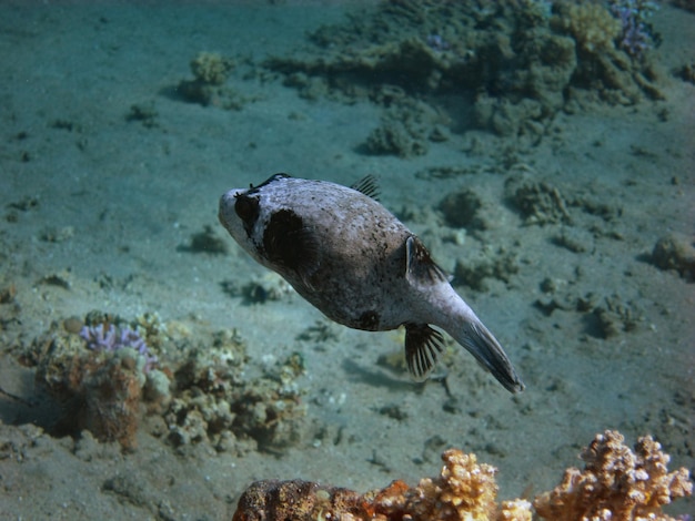 Kleiner maskenkugelfisch schwimmt im roten meer