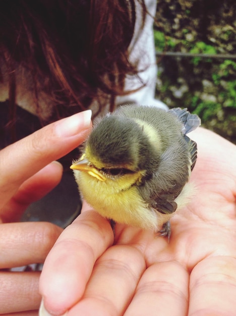 Foto kleiner mürrischer vogel