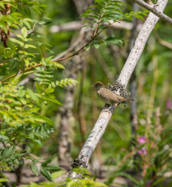 Kleiner Nachtigallvogel, der auf toten Zweig sitzt