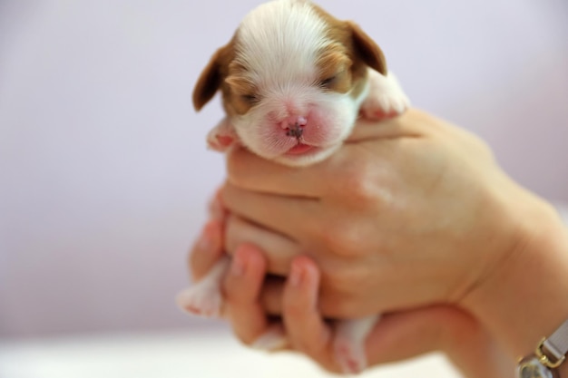 Kleiner neugeborener Hundewelpe auf einem weißen Hintergrund, weicher Fokus