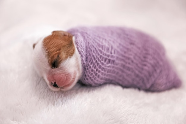 Kleiner neugeborener Hundewelpe auf einem weißen Hintergrund, weicher Fokus