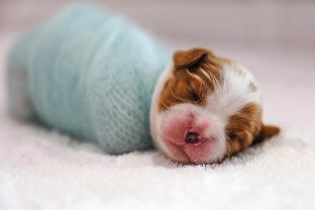 Kleiner neugeborener Hundewelpe auf einem weißen Hintergrund, weicher Fokus