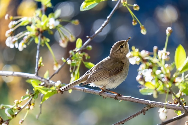 Kleiner neugieriger Vogel Booted Warbler auf einem Ast auf einem verschwommenen Hintergrund von Kirschblüten