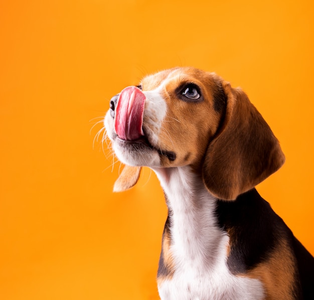 Kleiner niedlicher Beagle-Welpenhund, der oben schaut
