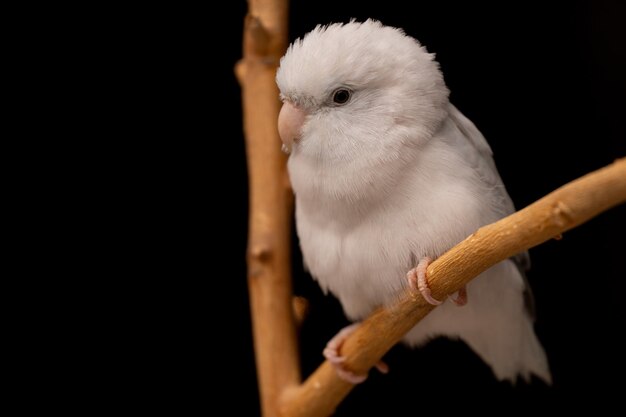 Foto kleiner papagei, weißer forpusvogel, pazifik-papagei, ruht auf einem zweig