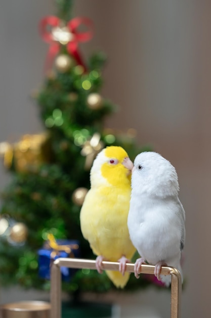 Foto kleiner papagei, weißer und weißer forpus-vogel, pazifik-papagei ruht auf einem zweig in der nähe des weihnachtsbaums