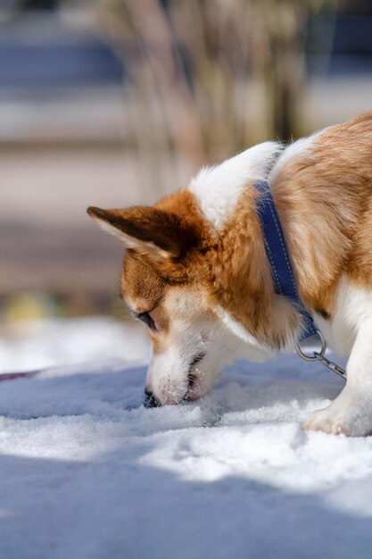 Kleiner Pembroke Welsh Corgi-Hund geht an einem sonnigen Wintertag im Schnee herum, schnuppt den Schnee, ist ein glücklicher kleiner Hund, der sich um das Leben und die Gesundheit von Tieren kümmert.