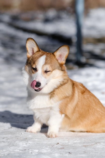 Kleiner Pembroke Welsh Corgi-Hund geht an einem sonnigen Wintertag im Schnee, sitzt und leckt sich die Lippen.