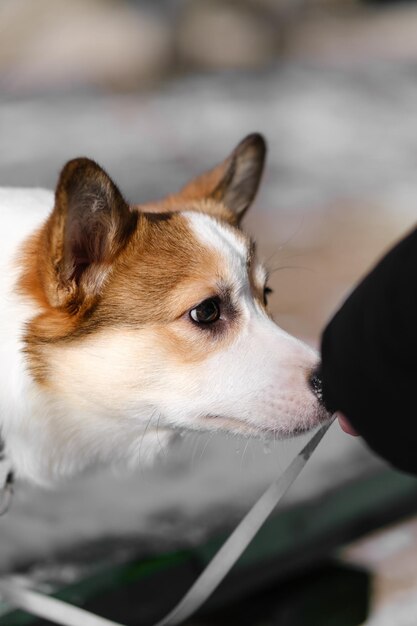 Kleiner Pembroke Welsh Corgi-Hund geht an einem sonnigen Wintertag im Schnee und schnuppt das leckere Leckere in seiner Hand. Glücklicher kleiner Hund. Konzept der Sorgfalt Tierleben Gesundheit Show Hundesrasse