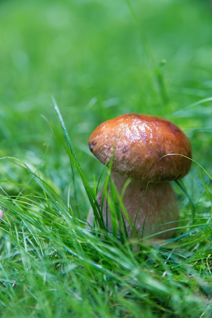 Kleiner Pilz auf der Wiese