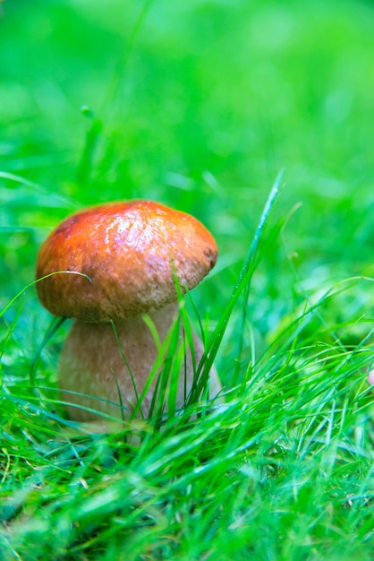 Foto kleiner pilz auf der wiese