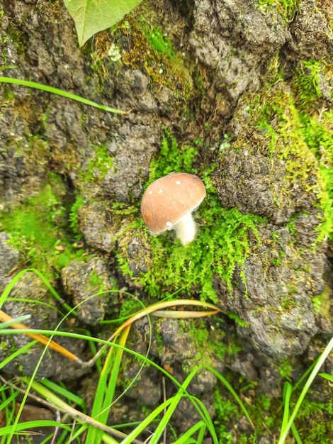 Kleiner Pilz auf einem Baumstamm Grünes Gras