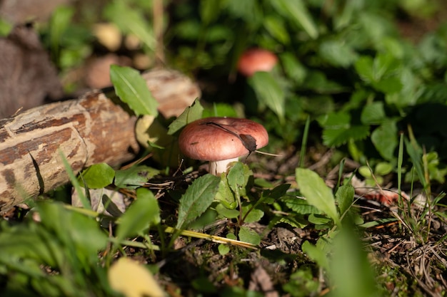 Kleiner Pilz im Herbstlaub im Park