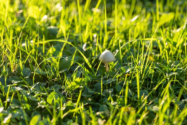 Kleiner Pilz im Herbstlaub im Park