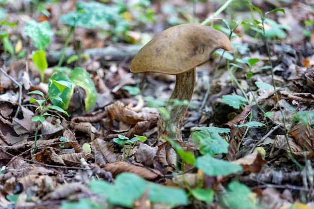 Kleiner Pilz im Herbstlaub im Park