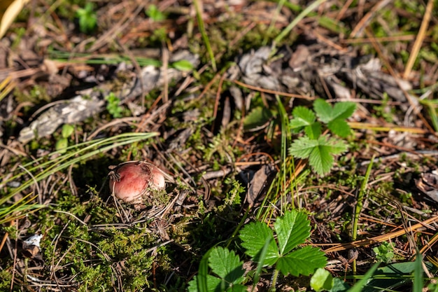 Kleiner Pilz im Herbstlaub im Park