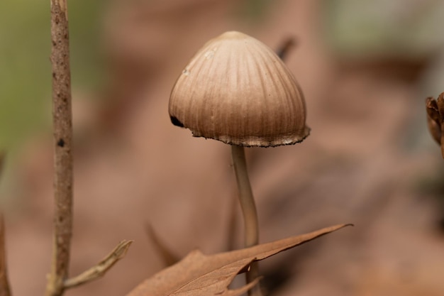 kleiner Pilz unter trockenen Blättern im Herbst