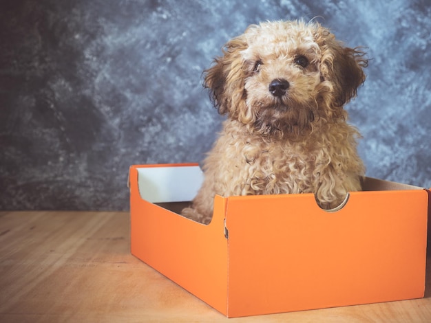 Kleiner Pudelwelpe liegt in einer Geschenkbox auf Grunge-Hintergrund
