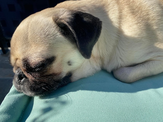 Kleiner Pug-Hund, der auf der Terrasse liegt und sich in der Sonne entspannt