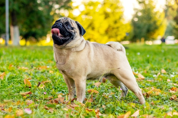 Kleiner Pug-Hund im Herbstpark auf dem Gras zwischen abgefallenen Blättern