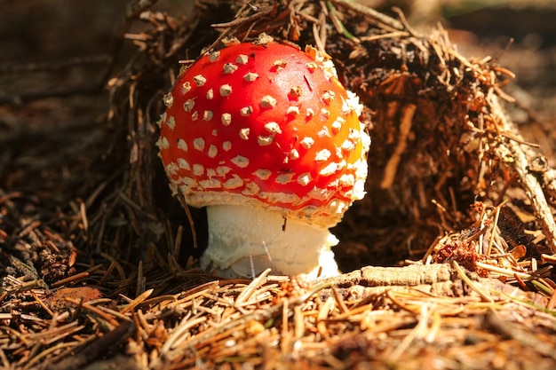 Kleiner roter Fliegenpilz Amanita muscaria wächst im Wald auf trockener Tanne, die von der Sonne beleuchtet wird.