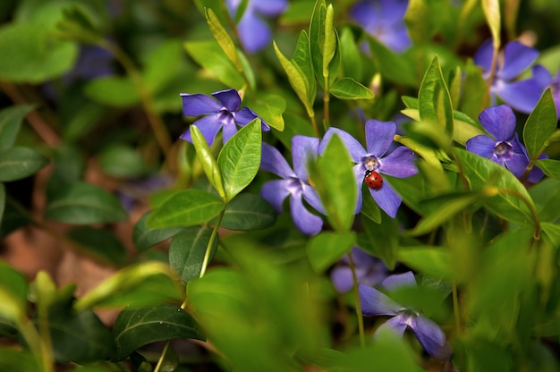 Kleiner roter Marienkäfer auf einer lila Blume