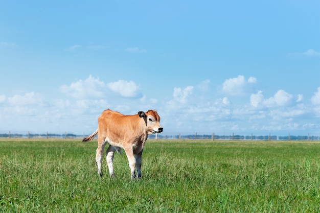 Kleiner roter Stier weidet auf der Wiese