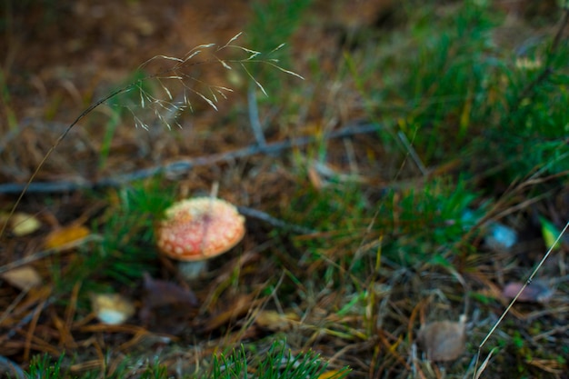 Kleiner roter Toadstool-Pilz im Wald