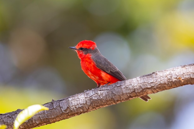 Foto kleiner roter vogel, bekannt als „prinz“ pyrocephalus rubinus, thront