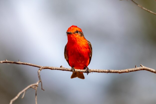 Kleiner roter Vogel, der als "princequot" bekannt ist, Pyrocephalus rubinus, sitzt