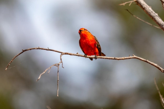 Kleiner roter Vogel, der als "princequot" bekannt ist, Pyrocephalus rubinus, sitzt