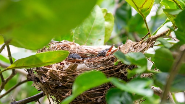 Kleiner rotschnurriger Bulbulvogel im Nest