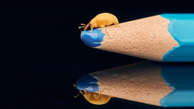 Kleiner Rüsselkäfer, der auf einem hellblauen Bleistift läuft