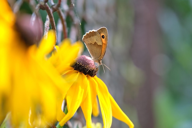 Kleiner Schmetterling auf gelben, sonnendurchfluteten Kamillenblüten, die auf Sommerblumenbeeten im grünen, sonnigen Garten blühen