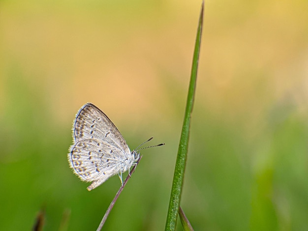 Foto kleiner schmetterling