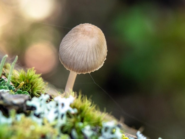 Kleiner schöner Pilz auf Moos, fotografiert aus nächster Nähe